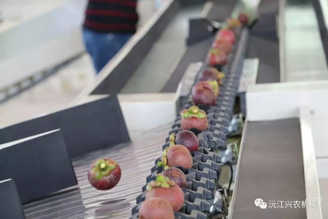 沅江興農(nóng)機械制造有限公司,沅江水果分選機,沅江水果清洗機,沅江水果打蠟機哪里好,沅江興農(nóng)機 沅江興農(nóng)機械制造有限公司,沅江水果分選機,沅江水果清洗機,沅江水果打蠟機哪里好,沅江興農(nóng)機